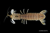 Gibbesia neglecta - mantis shrimp, SEAMAP collections